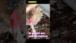 La Gallina Crespa. Que vivan las Crespas #gallinasencasa