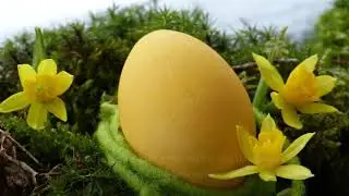 Poisonous Holiday Plants for Pets | Easter