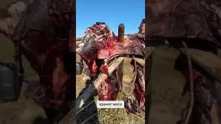 Как на Севере России хранят мясо оленя