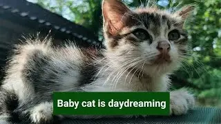 Naughty Baby Cat