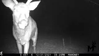 Buck bolts from trail cam!