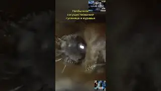 Необычное сосуществование гусеница и муравьи#shorts
