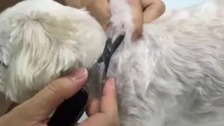 집에서 강아지 진드기제거 (약혐 사이다)