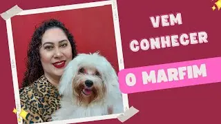 Vem conhecer o canal do Marfim. #brinquedopet #enriquecimentoambiental #bichonhavanese #bichon