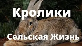 Новые жители нашего двора Кролики - это не только ценный мех Сельская Жизнь