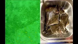 Flyndrefiske - Spettefangst og Undervannsbilder