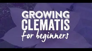 How to grow a Clematis