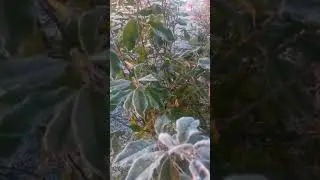 УТРО/СОЛНЦЕ/ИНЕЙ