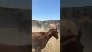 Чуть не сбили с ног 😳😳😳😧 #вулкан #horse #малбазар #табун #лошади #art #Каратау #animals #camel