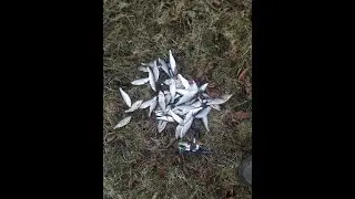 Весенняя уклейка на мормышинг, нано джиг.