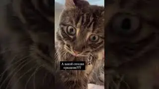 А какой сегодня праздник??