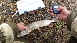 FISHING WITH A FISHING LINE, A PIKE BITE OFF THE LEASH, JUNE 2021