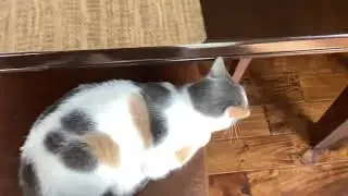 Guess whats on the chair 