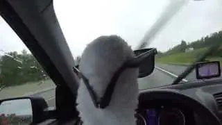 Гусь-гонщик