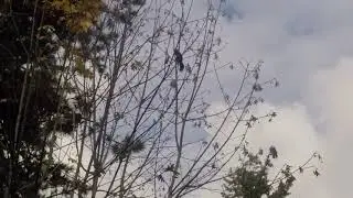 Squirrel Bounding and Climbing (Slow Motion Animation Reference)