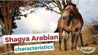 Shagya Arabian Horse  | characteristics, origin & disciplines