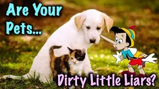 How to Tell if Your Pet is Lying
