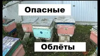Опасные облёты осенью на пасеке.