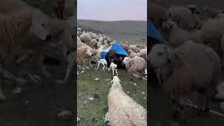 Dün gece çok soğuk tu yağmur yağdı kuzulari kucağıma aldım