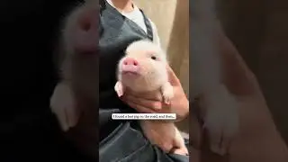 A piglet fell right on the road and people saved it.