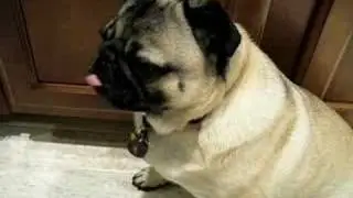 Pug Licker