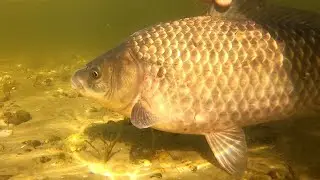 ОГРОМНЫЙ КАРАСЬ на удочку . подводное видео