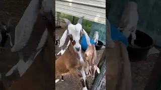 Goat Kids Eat Treats