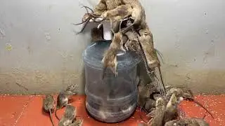 Trap made from kitchen utensils/mouse trap /rat trap/Electric mouse trap