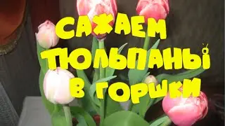Сажаем тюльпаны в горшки.Посадка тюльпанов.