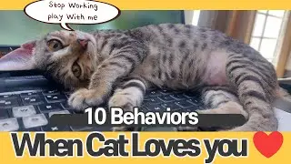 10 sign When Your Cat Loves you, Do You Know How much Your Cat Love you?