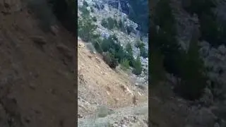 YABAN KEÇİLERİ KORKUP KAÇIYOR #yabankeçisi #wildgoat #goat #youtubeshorts #keşfet #wildlife #nature