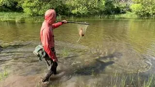 Dry Fly Fishing Clip from the Rio Pico in Chubut Argentina, Patagonia