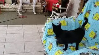 Nova Cat Test