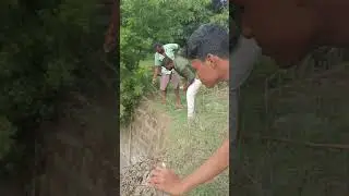 Vivasayam and harvesting #shorts