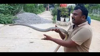Snake Rescue & Awareness