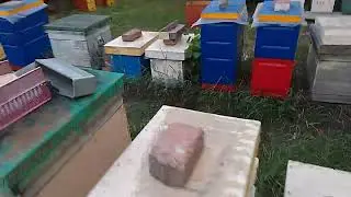 Стабильные пчёлы!
