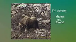 FaunaView: Dovrefjel&Rondane - Muskox Vibes