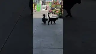 These 🐈 🐈‍⬛’s are ready for the zombie apocalypse 💯. 