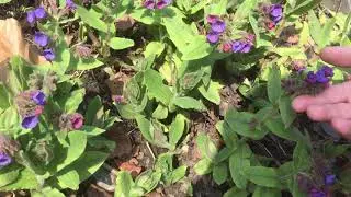 Blue, purple and red flowers????