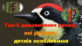 Топ 5 дивовижних речей, які роблять дятлів особливими