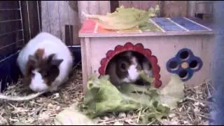 Морские свинки. Завтрак. Guinea pigs breakfast