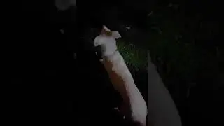 Boni