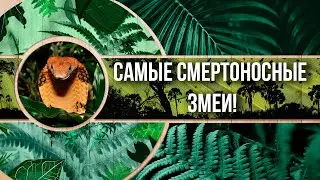 Самые смертоносные змеи!