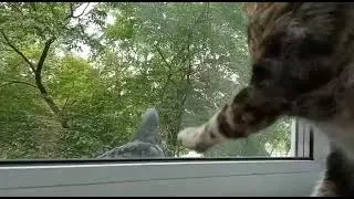 Летают тут всякие...(Кошка Ксюня и нахальный голубь)
