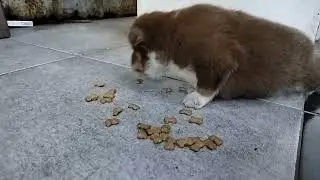Kuma my dog