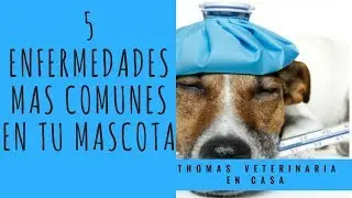 las 5 enfermedades mas comunes de Nuestras Mascotas - CATTERINE SIERRA