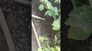 粘性除草