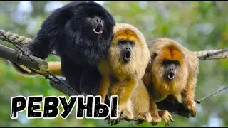 Обезьяны - ревуны