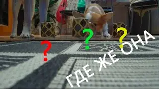 В какой из кружек вкусняшка?