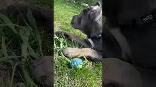 Меня прооперировали, все хорошо ☺️ уже на улке 🐶🐶🐶🦴🦴🦴🦴 